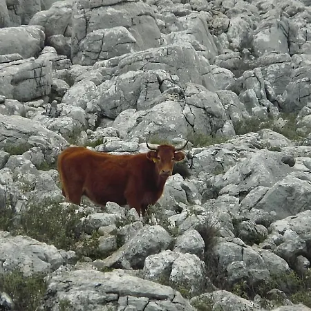 Colon Antequera